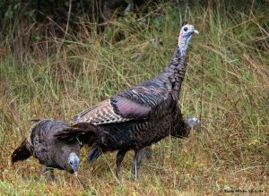 Turkey feeding roadside.
