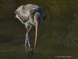 Immature Glossy Ibis feeding.