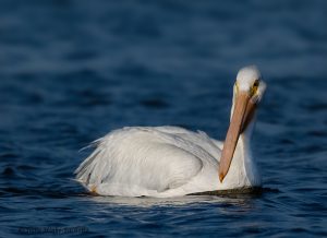 White Pelican swimming Pea Island NWR.
