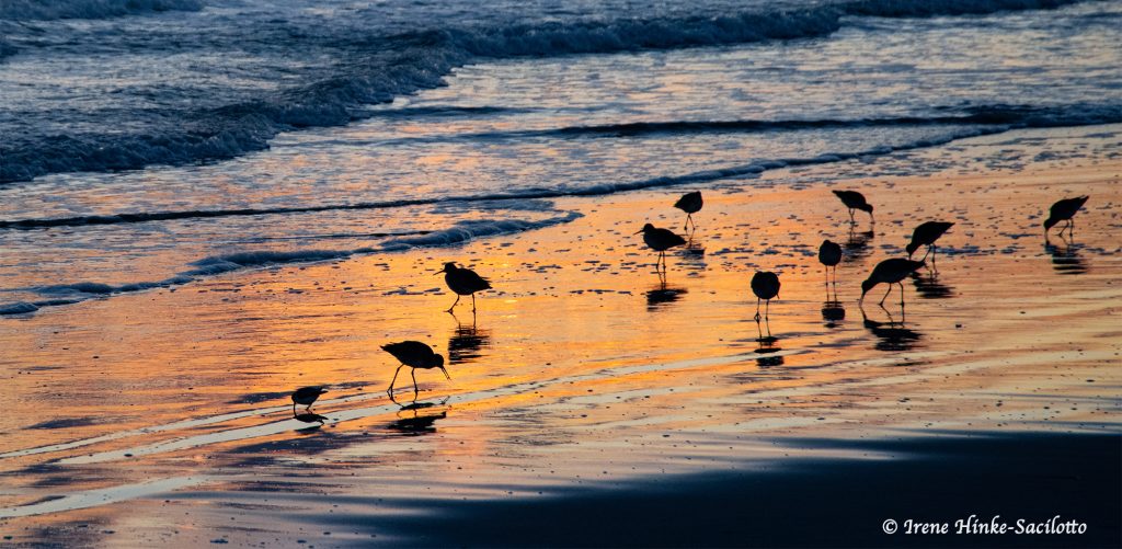 Willets feeding in surf with golden light on water.