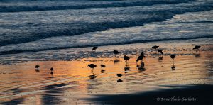 Willets feeding in surf as the sun rises.