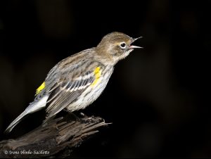 Yellow-rumped Warbler calling