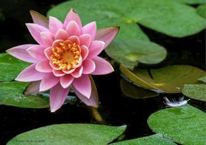 Water Lily