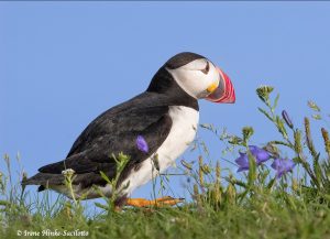 Puffin in blue bell flowers at Elliston Newfoundland by Osprey Photo Workshops