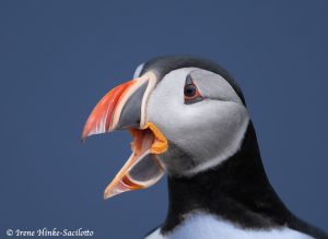 Atlantic Puffin