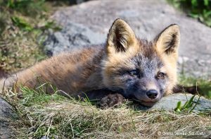 Fox near Bonavista Lighhouse inn rocks