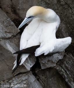 Northern Gannet