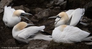 Northern Gannets at Cape St Mary's Ecological Reserve Newfoundland by Osprey Photo Workshops