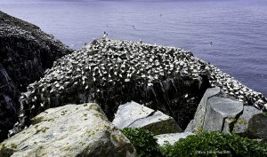 Gannet Rock at St Mary's Ecological Reserve in Newfoundland by Osprey Photo Workshop