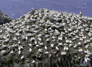 Gannets at St Mary's Ecological Reserve in Newfoundland by Osprey Photo Workshops