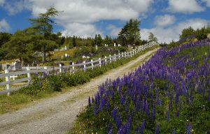 Lupin roadside in Trinity