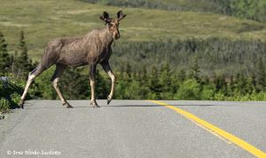 Moose.crossing road