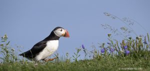 Puffin