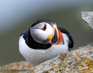 Atlantic Puffin