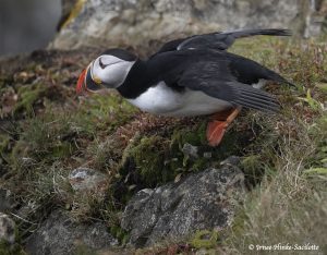 Puffin taking off from water