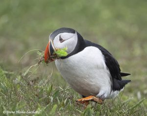 Atlantic Puffin walking with ferns At Elliston Newfoundland by Osprey Photo Workshops