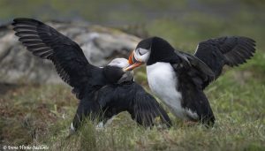 Atlantic Puffins at Elliston Newfoundland by Osprey Photo Workshops