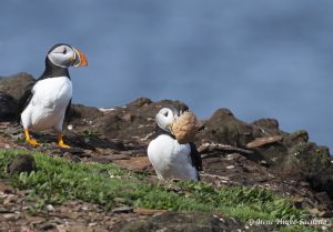 Puffin with shell
