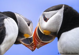 Puffins close up