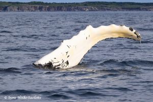 Humpback whale Fin