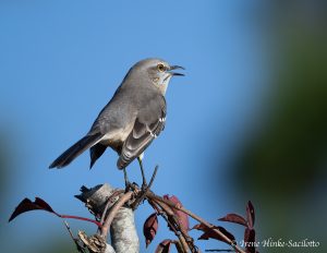 Mockingbird singing at Assateague Island by Osprey Photo Workshops