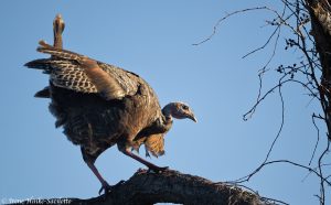 Turkey on branch early am.