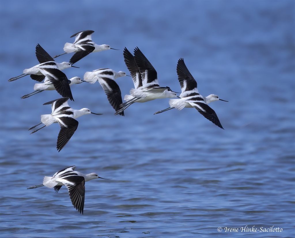 American Avocets Pea Island