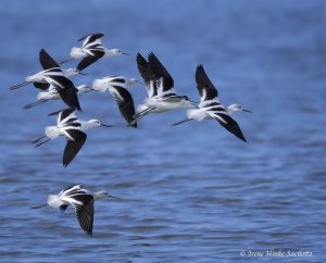 American Avocets Pea Island