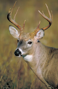 White-Tailed Deer buck with antlers