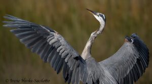 Great Blue Heron at Assateague Island by Osprey Photo Workshops