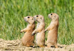 Prairie Dogs Lined up at Badlands South Dakota by Osprey Photo Workshops