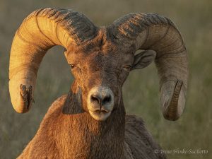 Bighorn Sheep ram from Badlands of South Dakota by Osprey Photo Workshops