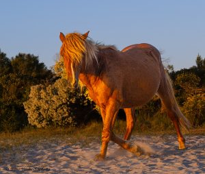 Wild Horse at Assateague Island MD by Osprey Photo Workshops
