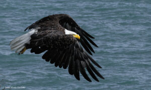 Bald Eagle flying overhead..