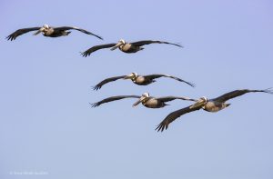 Brown Pelicans Outer Banks NC Osprey Photo Workshops