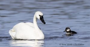 Tundra Swan and Bufflehead duck at Pea Island NC by Osprey Photo Workshops