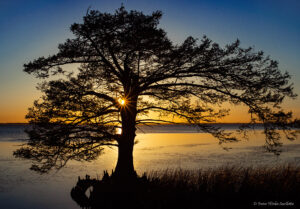 Duck boardwalk Cypress sunset