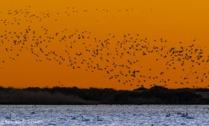 Waterfowl Sunset Flight Pea Island NC Osprey Photo Workshops