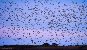 Flock of Waterfowl at sunset at Pea Island NC by Osprey Photo Workshops