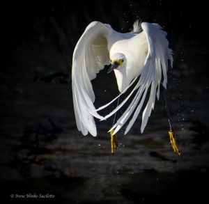 Great Egret taking off. Wings encircling bird.