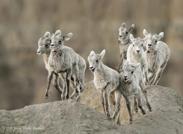 BIghorn Sheep Lambs Running