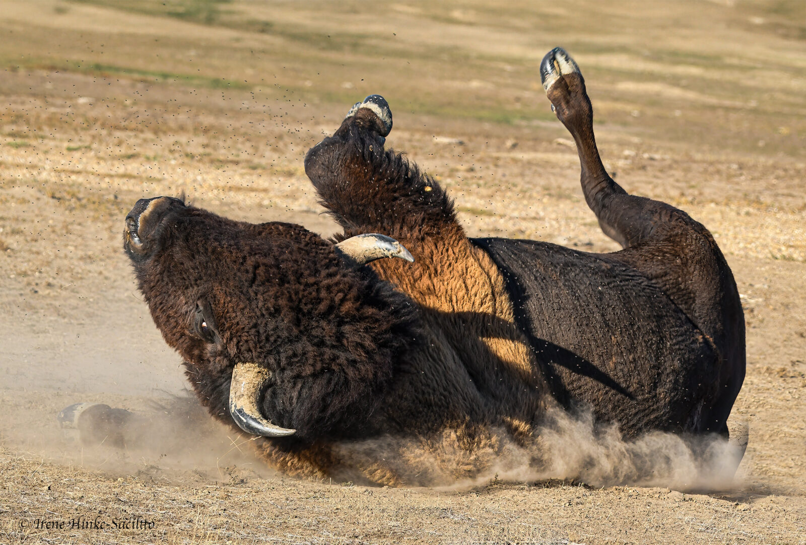 Bison Roll Rolling in Dirt