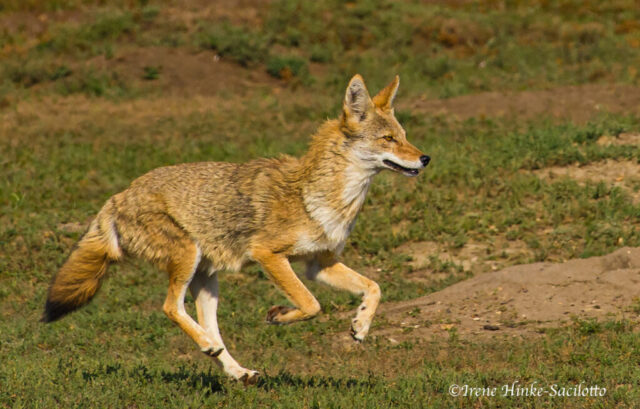 Coyote Running Thru Prairie Dog Town