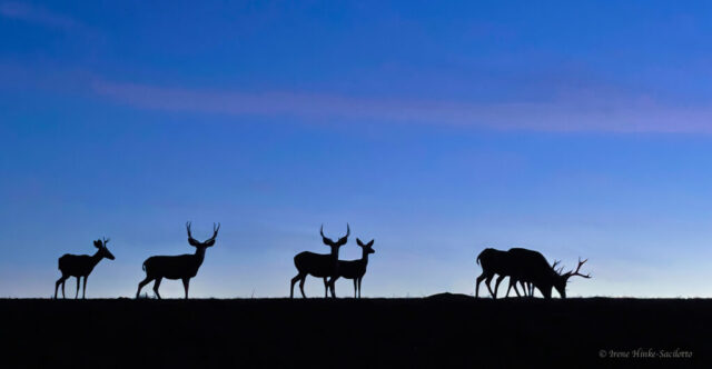 Deer Silhouettes Blue Light