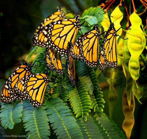 Monarch Butterflies Migrating