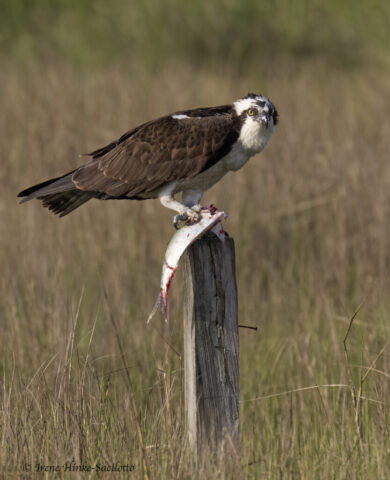 Osprey On Post with Fish