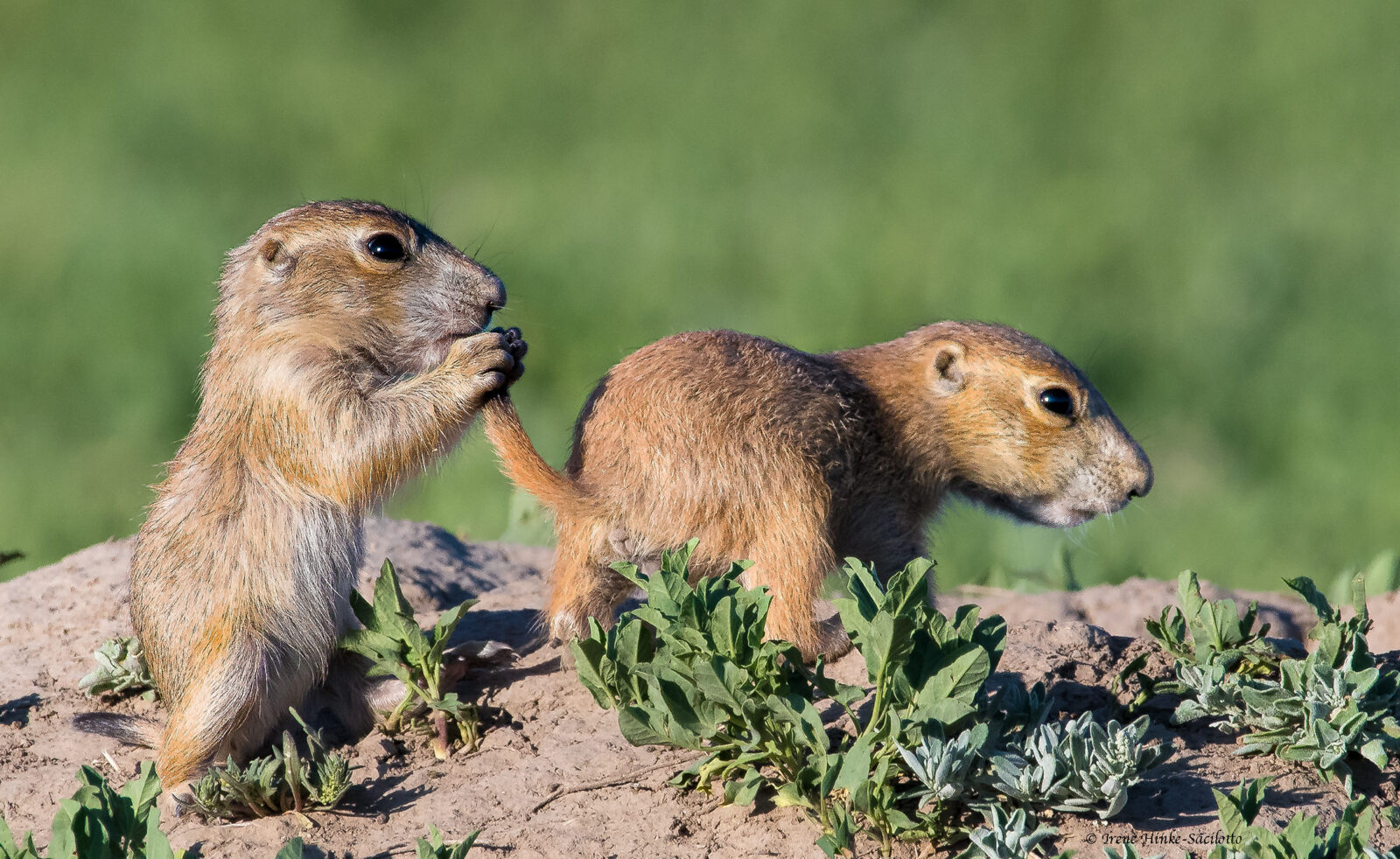 Prairie Dog Biting Tail
