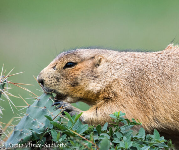 Prairie Dog Eating Cactus