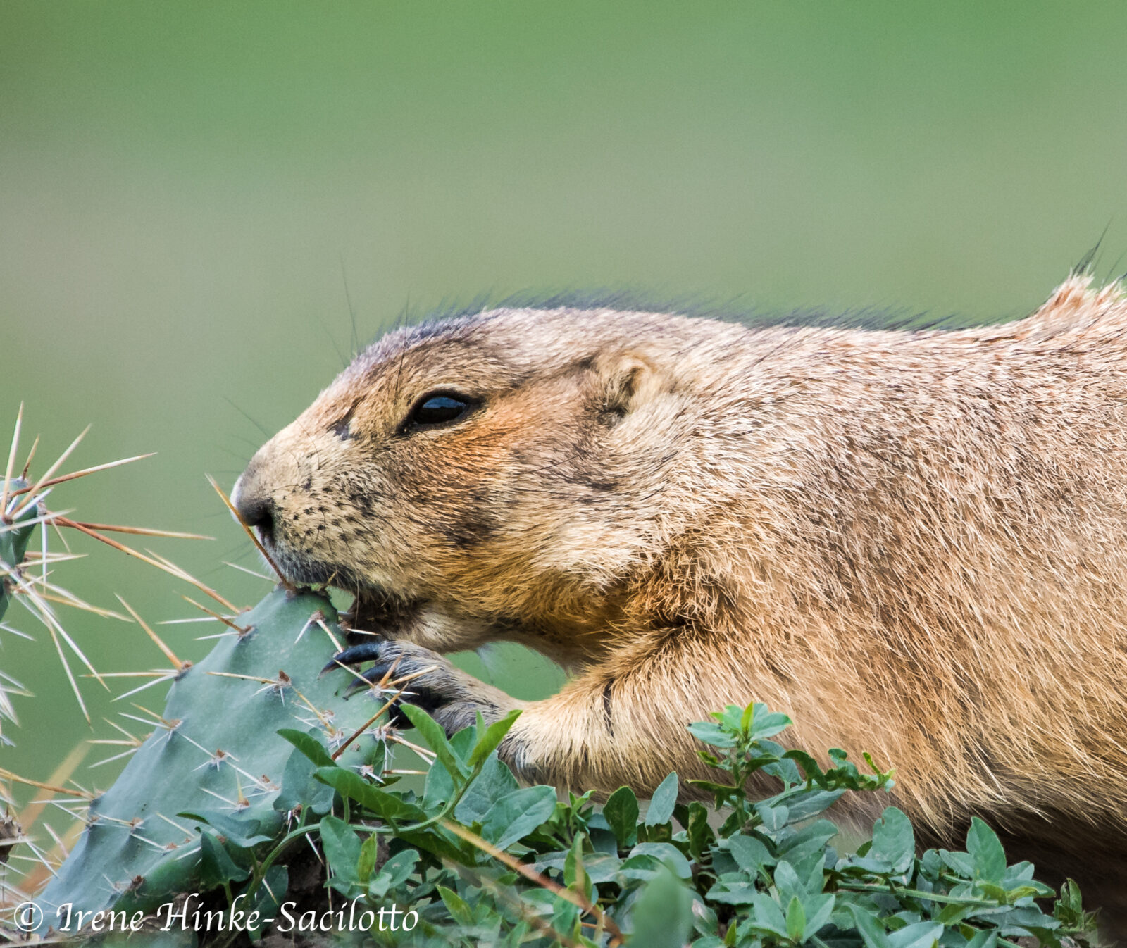 Prairie Dog Eating Cactus