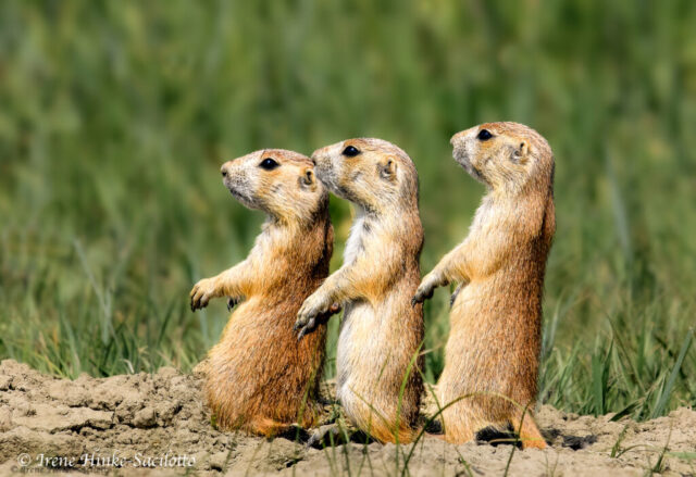 Prairie Dog Lineup